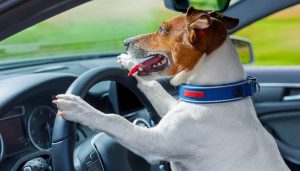 A dog drives a car on a road trip with dogs